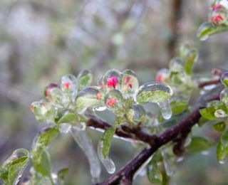 frostschutzberegnung2012_013_Gross.jpg